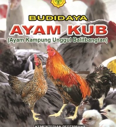 BUDIDAYA AYAM KUB (Ayam Kampung Unggul Balitbangtan)